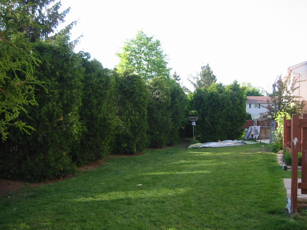 hv-cedars-trimming.JPG