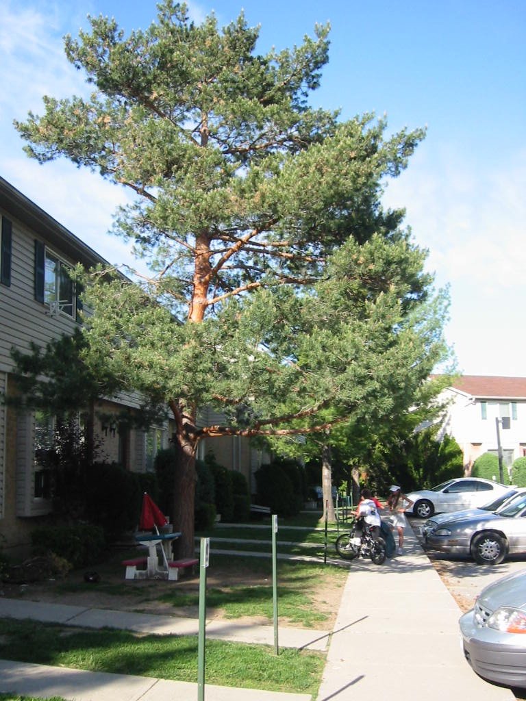 hv-pine-trimming.JPG