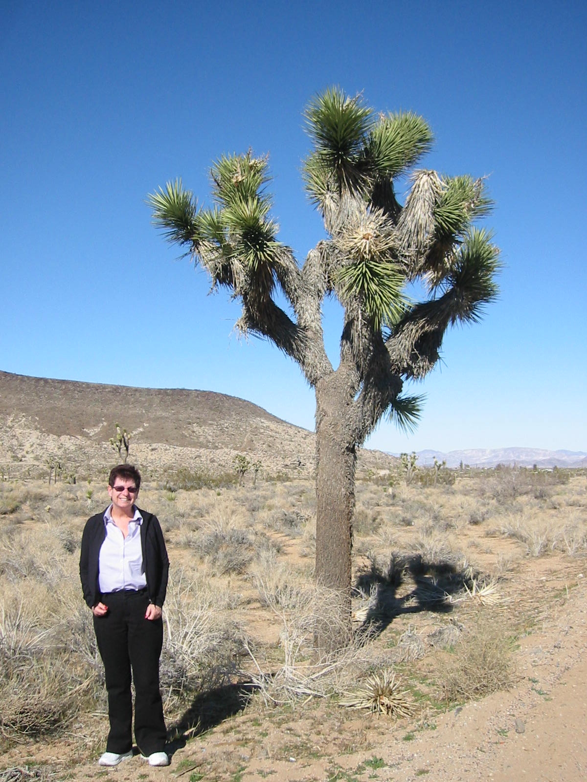 California High Desert - Joshua Tree 