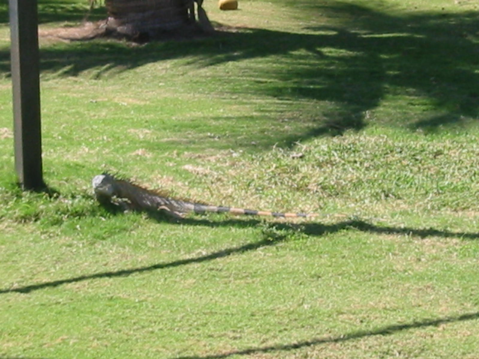 Puerto Vallarta - Marina Area Iguana