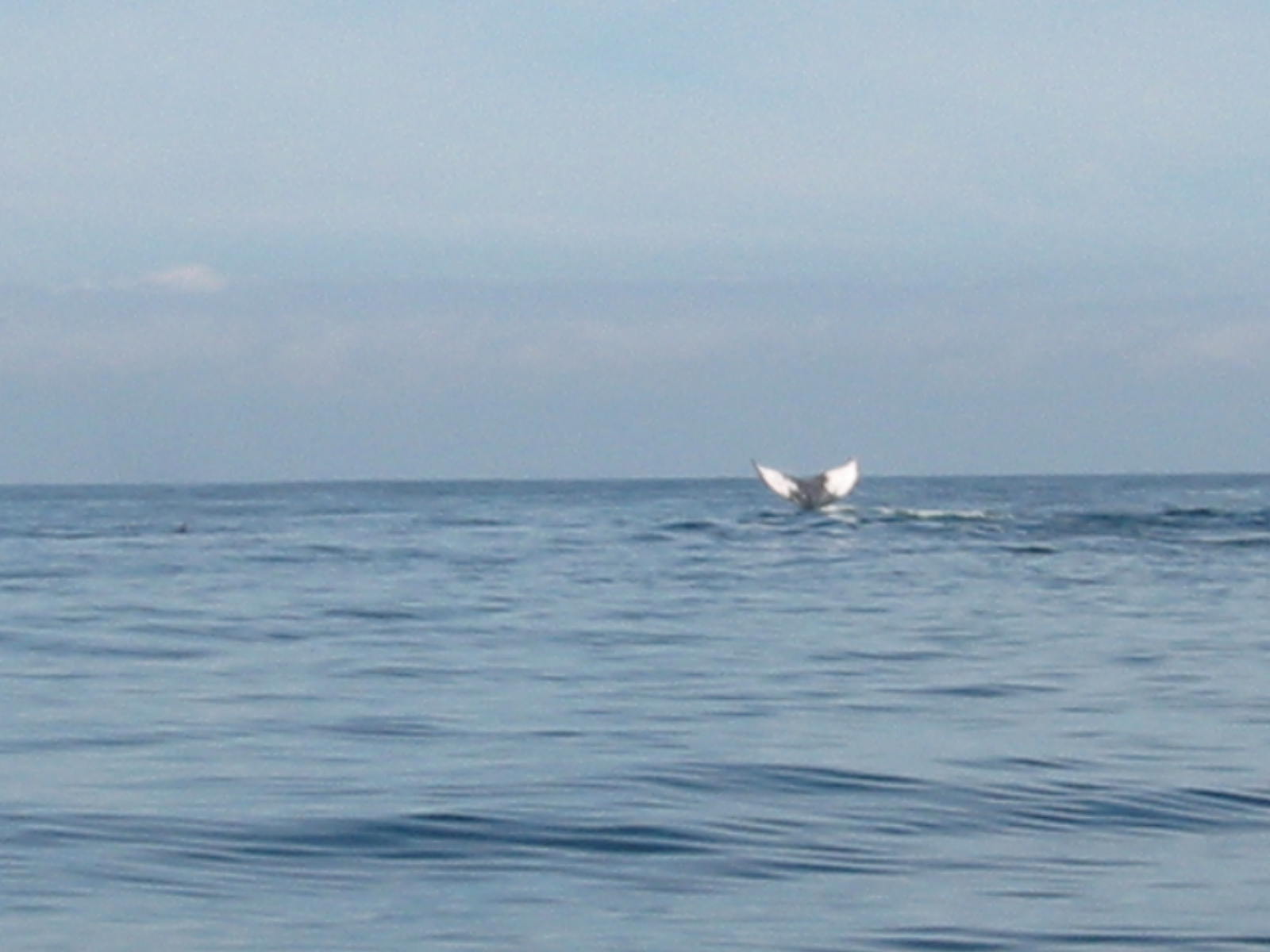 whale watching - Banderas Bay