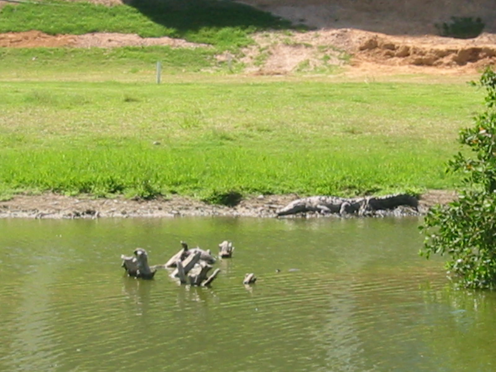 Puerto Vallarta - golf course pond - crocodile